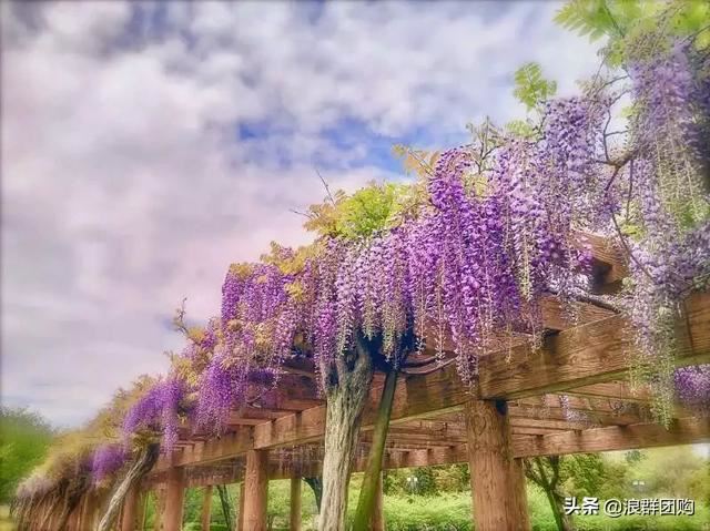 网红庭院花园必备的38种枫树和4种紫藤