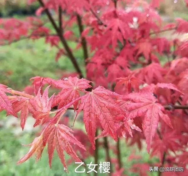 网红庭院花园必备的38种枫树和4种紫藤