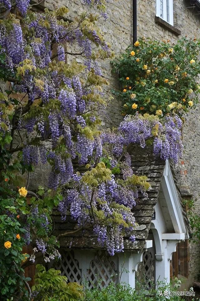 网红庭院花园必备的38种枫树和4种紫藤