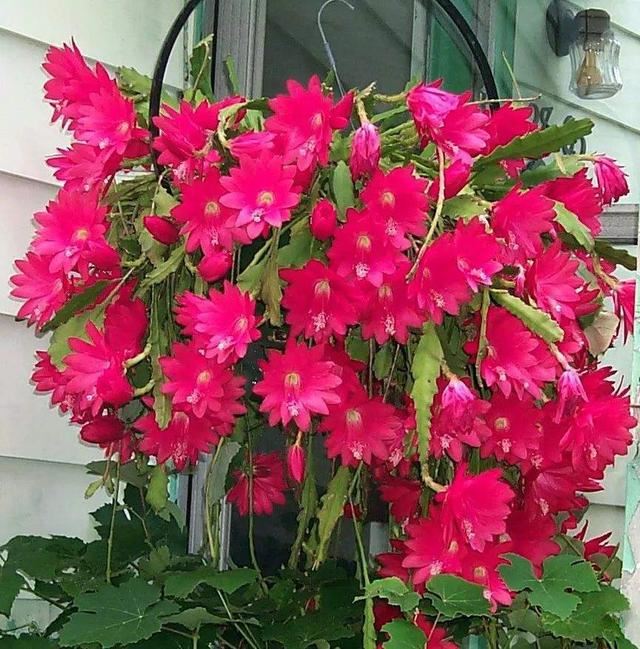花朵丰富硕大像极了荷花，它就是“令箭荷花”，每次开花不见叶