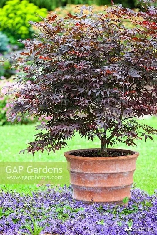 网红庭院花园必备的38种枫树和4种紫藤