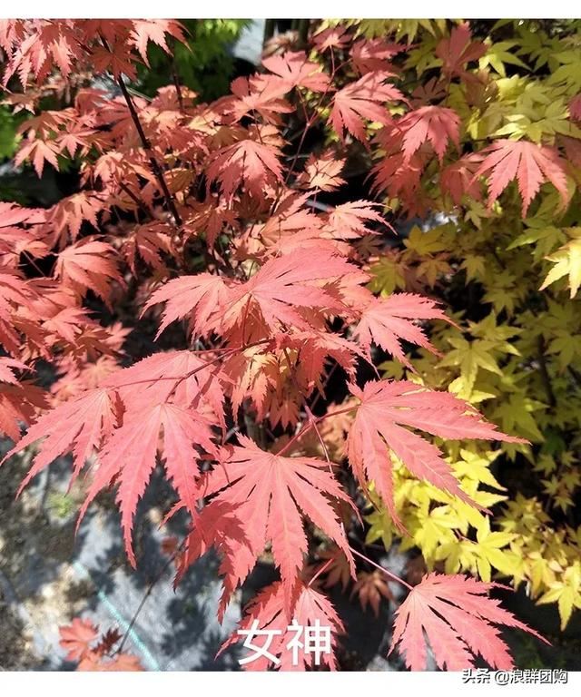 网红庭院花园必备的38种枫树和4种紫藤