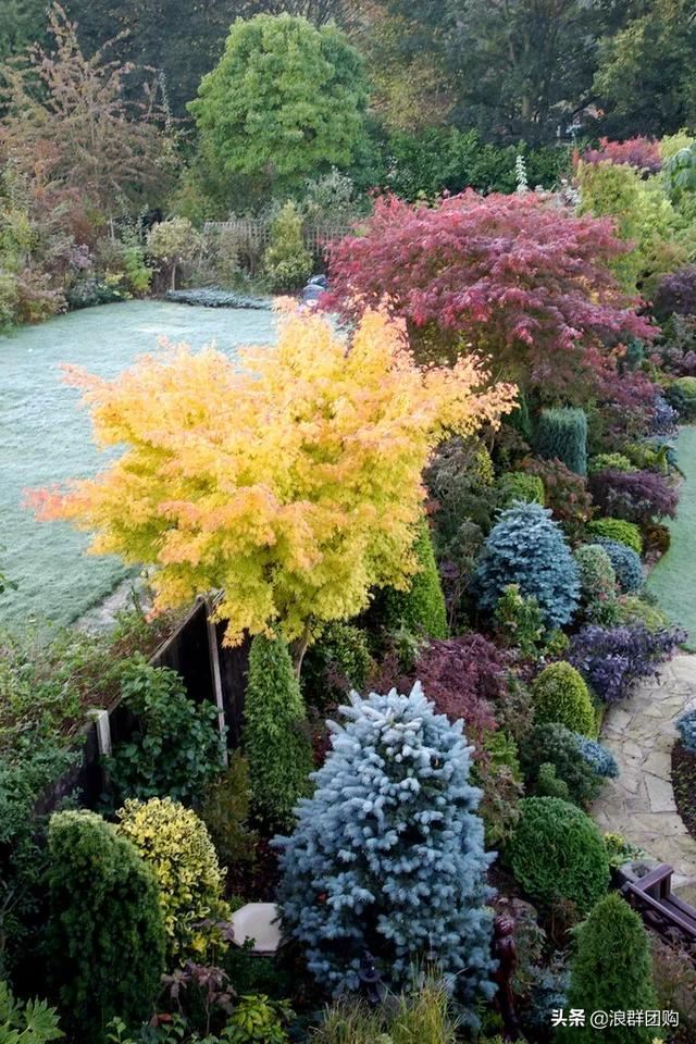 网红庭院花园必备的38种枫树和4种紫藤