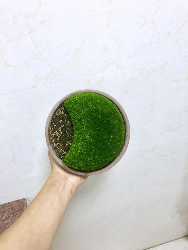你的花园或花盆老长杂草？很头疼！试试这三款人气“开花草坪”