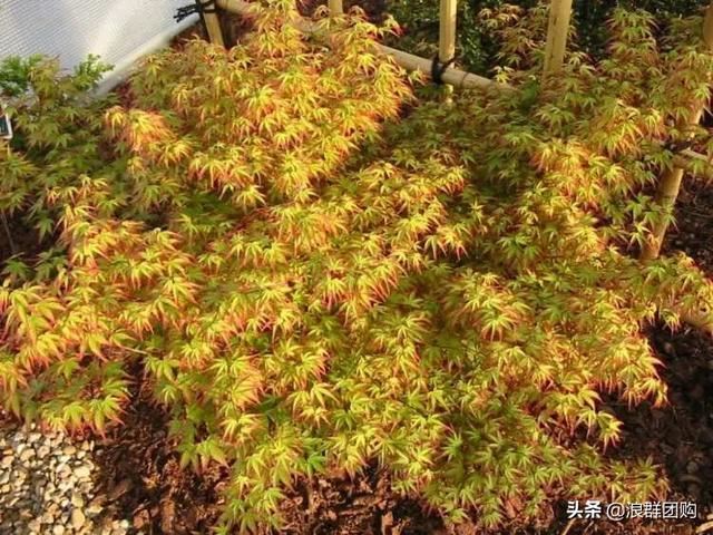 网红庭院花园必备的38种枫树和4种紫藤