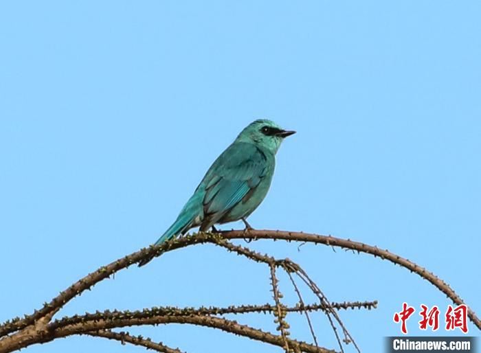 武汉去年鸟类家族新增8位成员　今年疫情对鸟类监测影响不大