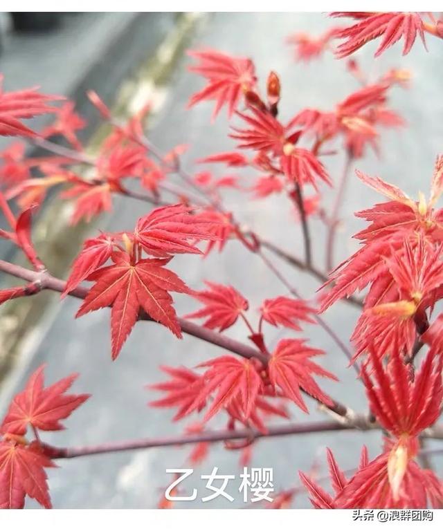 网红庭院花园必备的38种枫树和4种紫藤