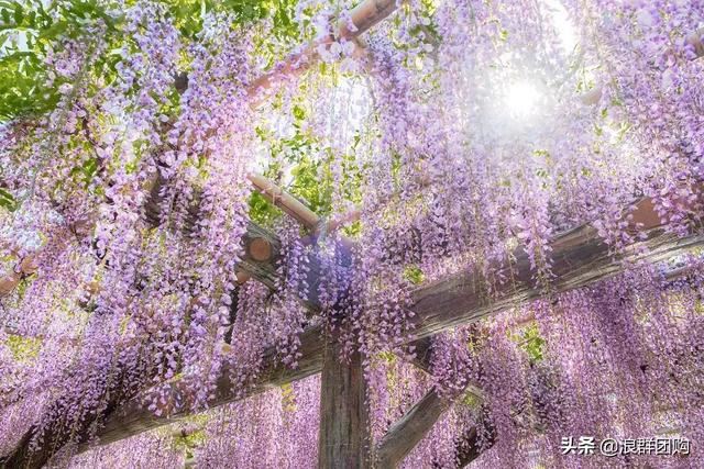 网红庭院花园必备的38种枫树和4种紫藤