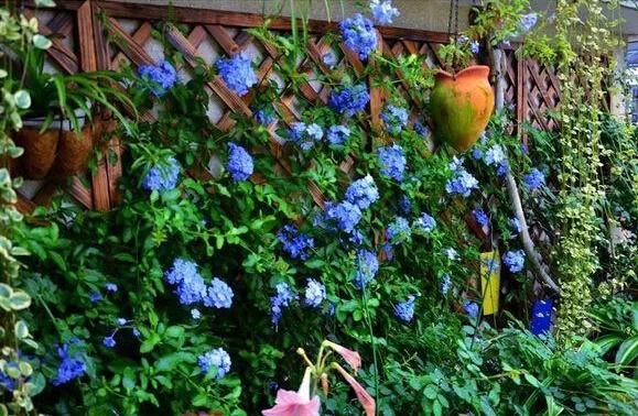 一面院墙，一个植物，一片花海~