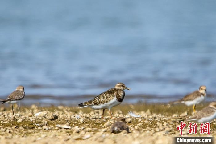 武汉去年鸟类家族新增8位成员　今年疫情对鸟类监测影响不大