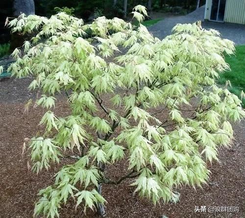 网红庭院花园必备的38种枫树和4种紫藤