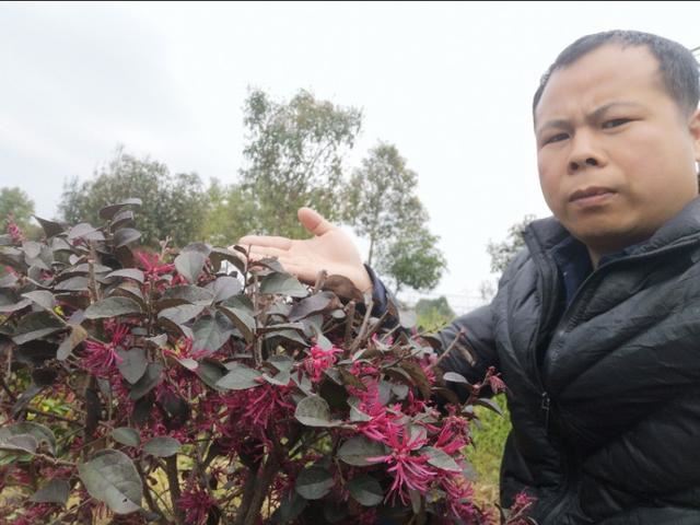 它好看漂亮，种植简单价格高，园林绿化带很常见