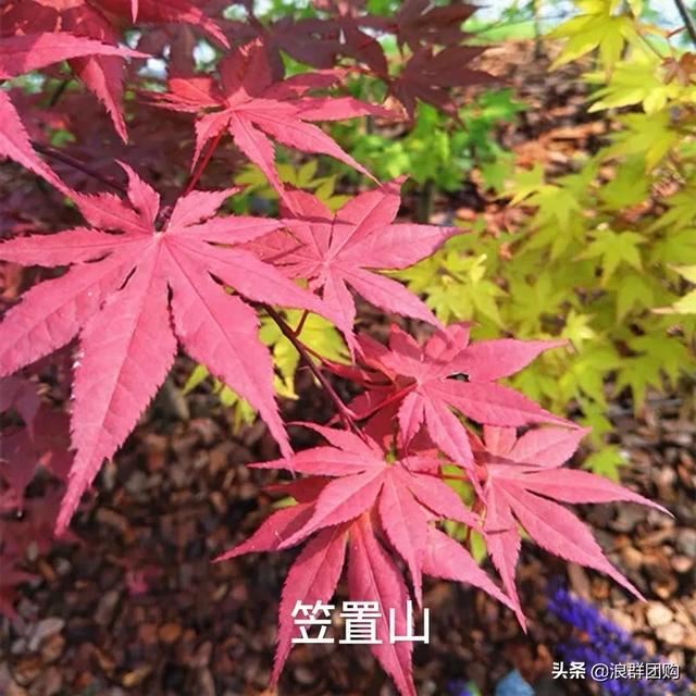 网红庭院花园必备的38种枫树和4种紫藤