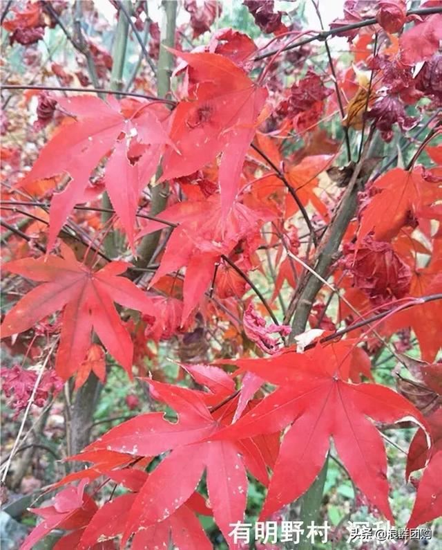 网红庭院花园必备的38种枫树和4种紫藤