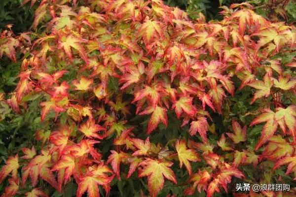 网红庭院花园必备的38种枫树和4种紫藤