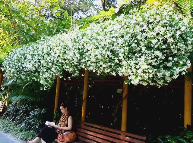 一面院墙，一个植物，一片花海~