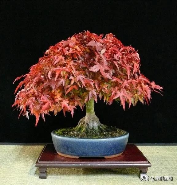 网红庭院花园必备的38种枫树和4种紫藤