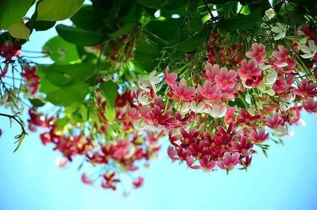 一面院墙，一个植物，一片花海~