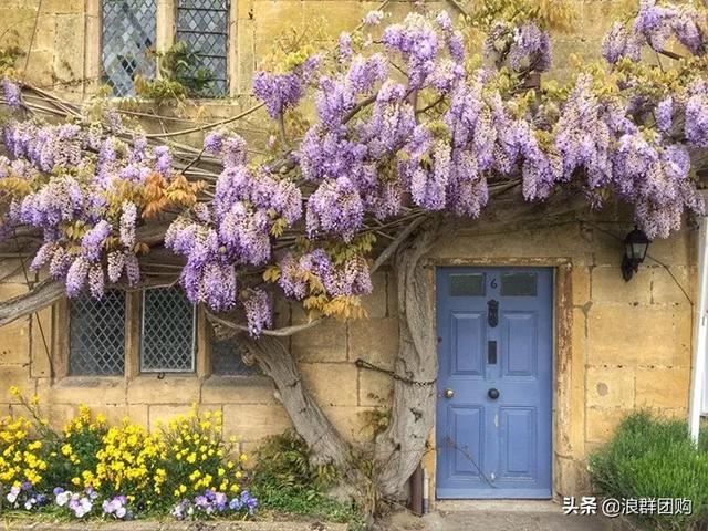 网红庭院花园必备的38种枫树和4种紫藤