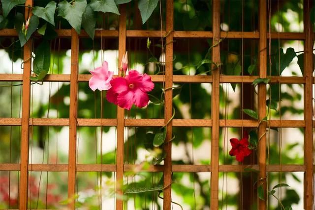 一面院墙，一个植物，一片花海~