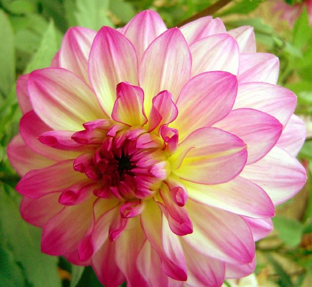 春暖花开来养花，大丽花这样养，颜色鲜艳花量大