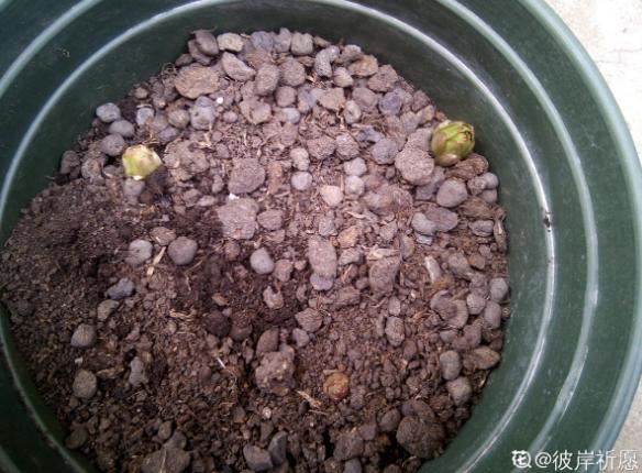 窗台种一丛百合，从种植到开花，只用了2个月时间！