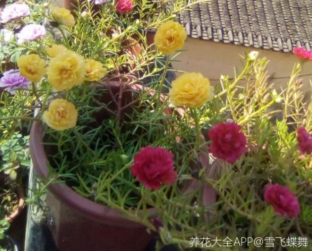 死不了的太阳花，春天别急着买枝条，容易冻死不开花