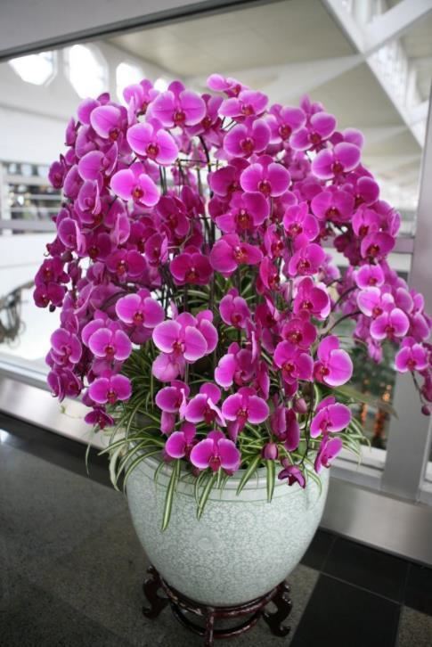 蝴蝶兰只开一季花？做好这几点，一年能开好几茬