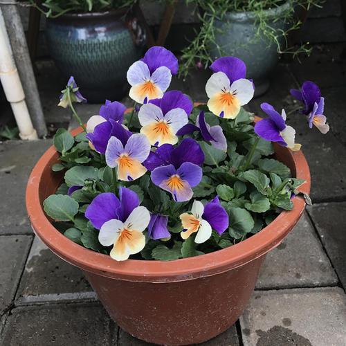 角堇真的玩出花,花型精致可爱,家养一盆收获一片“春光” 角堇真的玩出花,花型精致可爱,家养一盆收获一片“春光”