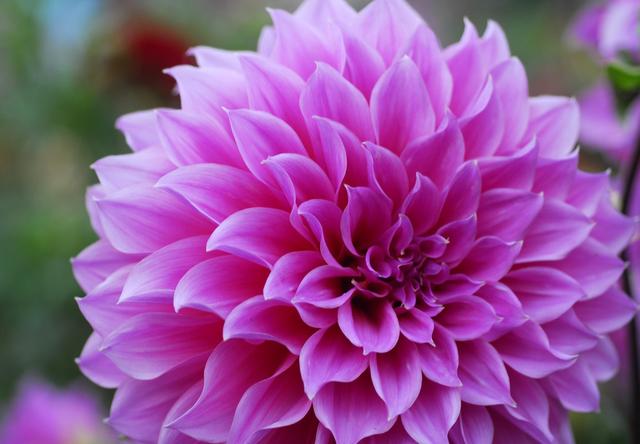 春暖花开来养花，大丽花这样养，颜色鲜艳花量大