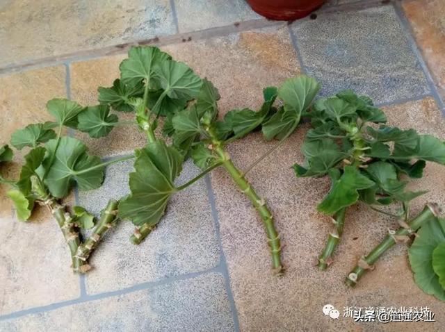 天竺葵扦插难、成活率低？注意这几点，生根快开花又大又艳