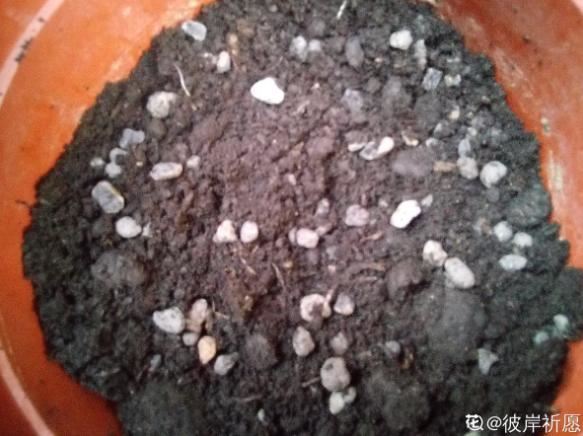 窗台种一丛百合，从种植到开花，只用了2个月时间！