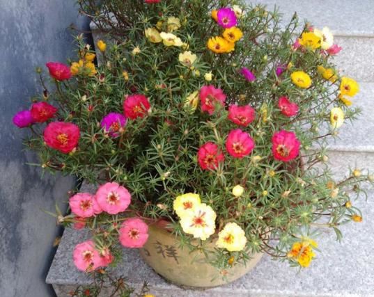 死不了的太阳花，春天别急着买枝条，容易冻死不开花