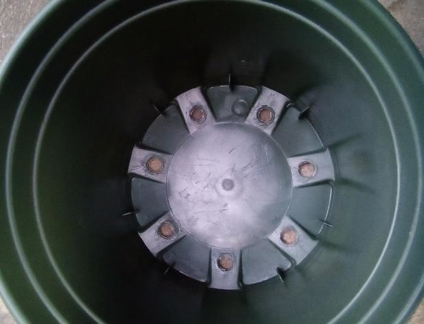 窗台种一丛百合，从种植到开花，只用了2个月时间！