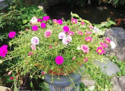 死不了的太阳花，春天别急着买枝条，容易冻死不开花