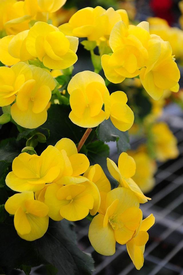 “花中贵族”丽格海棠,爱花的人不要错过,养在家里有春的感觉 “花中贵族”丽格海棠,爱花的人不要错过,养在家里有春的感觉