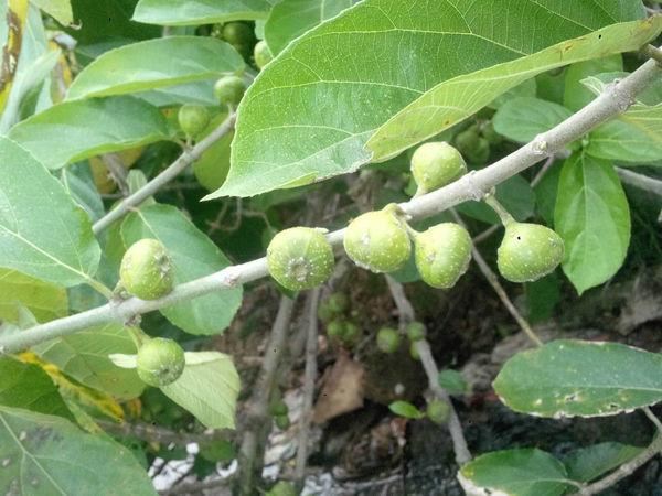 这种植物叫“牛奶树”，汁液似牛奶，果实跟无花果很像，别认错了