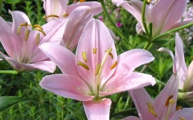 百合花要有“好种球”，埋在盆里发芽生根，开春就有繁花