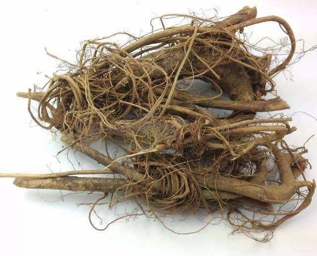 这种植物叫“牛奶树”，汁液似牛奶，果实跟无花果很像，别认错了