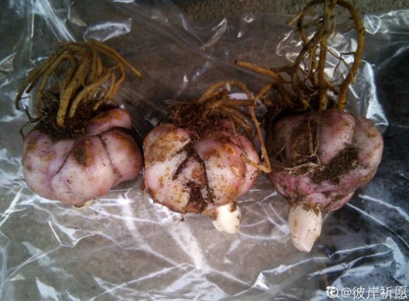 窗台种一丛百合，从种植到开花，只用了2个月时间！