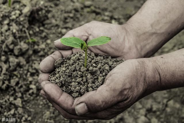 羊角椒产量高、口感佳，学会盆栽育苗6步骤，够吃1个夏季