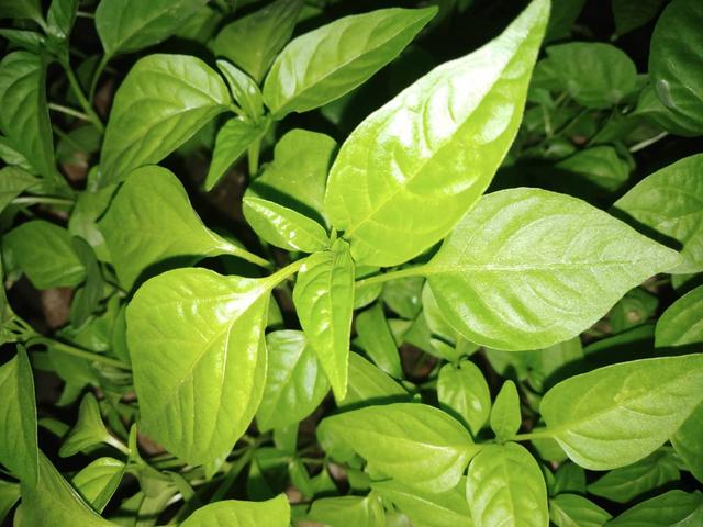 羊角椒产量高、口感佳，学会盆栽育苗6步骤，够吃1个夏季