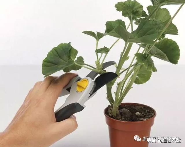 天竺葵扦插难、成活率低？注意这几点，生根快开花又大又艳