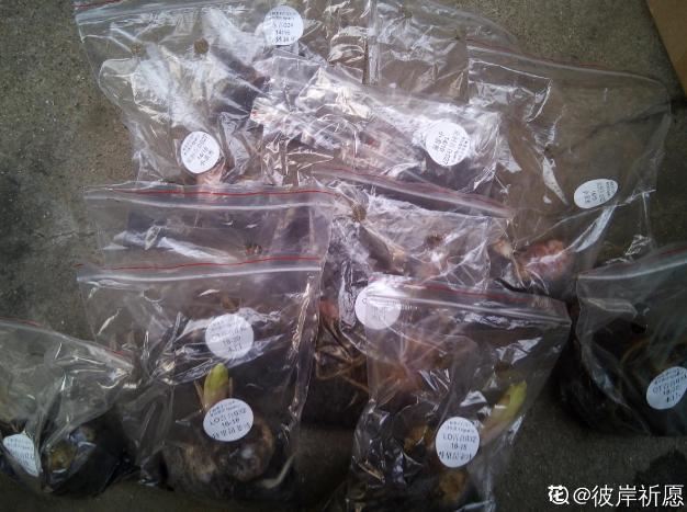 窗台种一丛百合，从种植到开花，只用了2个月时间！