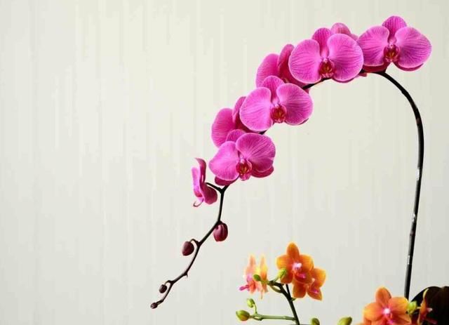 蝴蝶兰只开一季花？做好这几点，一年能开好几茬