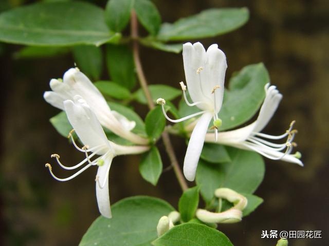 金银花，花量稀少，繁殖成活率低？掌握这些，轻松成活，花量爆盆