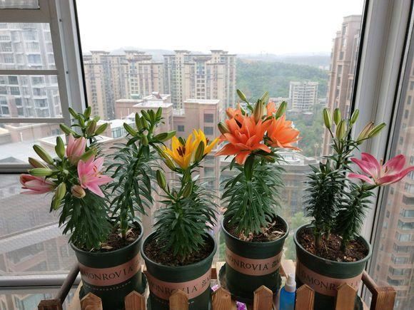 窗台种一丛百合，从种植到开花，只用了2个月时间！