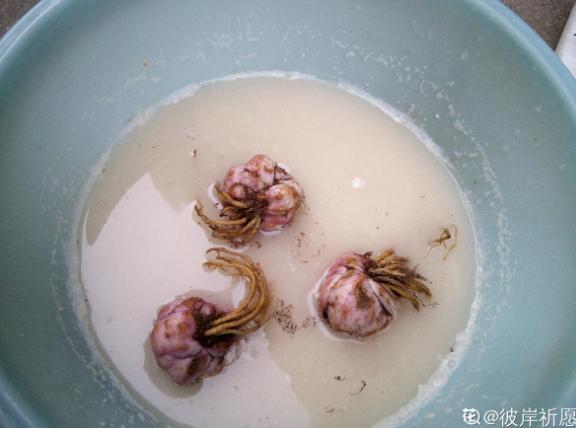 窗台种一丛百合，从种植到开花，只用了2个月时间！