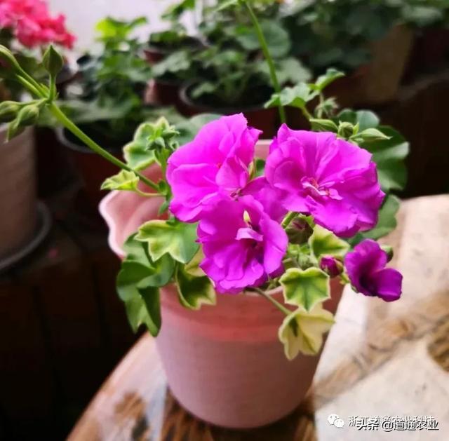 天竺葵扦插难、成活率低？注意这几点，生根快开花又大又艳
