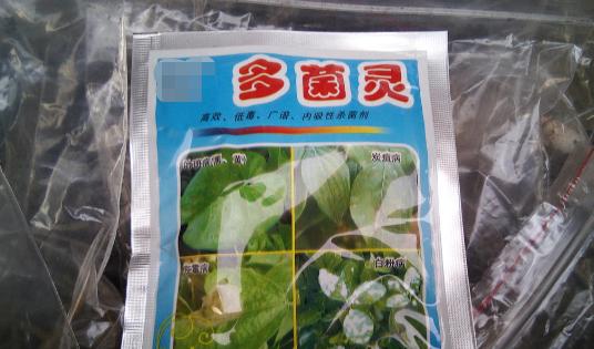 窗台种一丛百合，从种植到开花，只用了2个月时间！